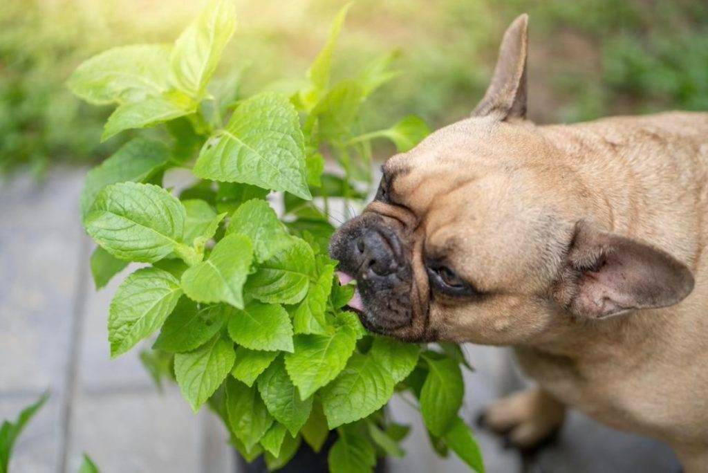 safe plants for dogs